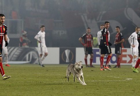 Ένας γλυκός γλυκός εισβολέας (pics, vid)