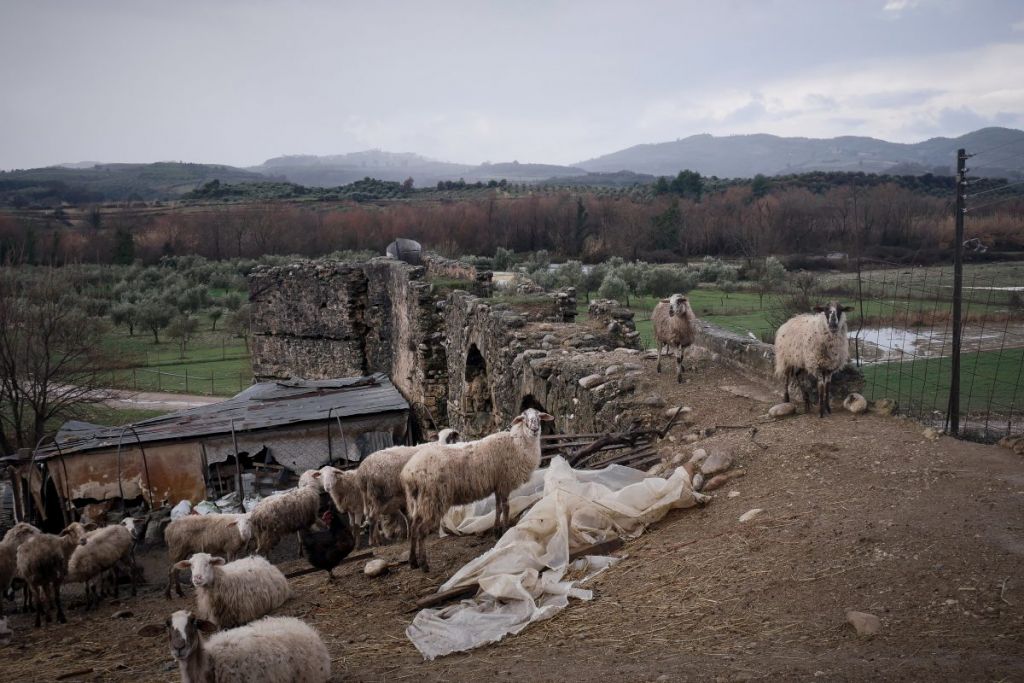 Κρήτη: Ξύλο μεταξύ κτηνοτρόφων για τα ζωντανά τους – Ένας τραυματίας