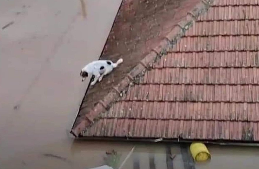 Σώθηκε η σκυλίτσα που είχε σκαρφαλώσει στα κεραμίδια για να γλιτώσει από την πλημμύρα