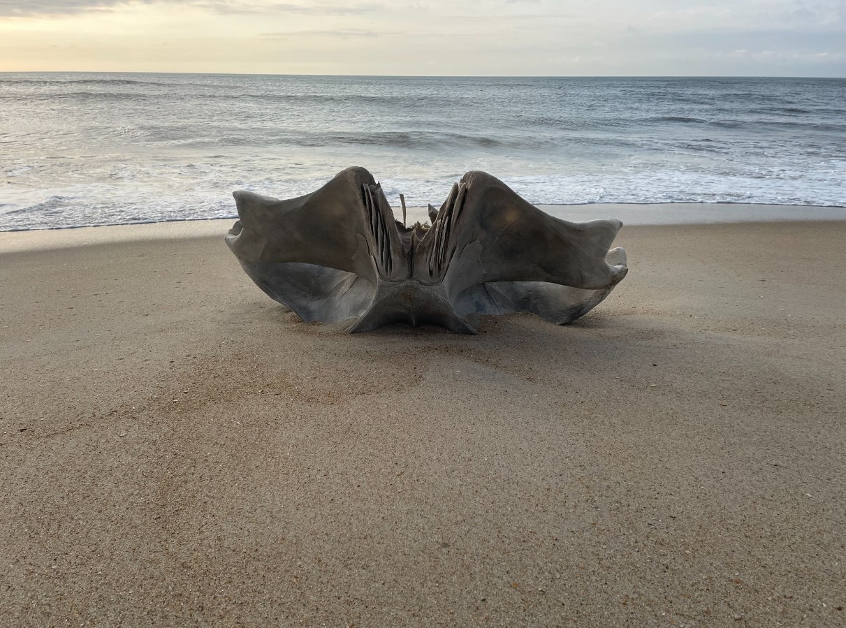 Μυστηριώδες κρανίο ξεβράστηκε σε παραλία – Φέρεται να ανήκει σε πλάσμα βάρους 40 τόνων
