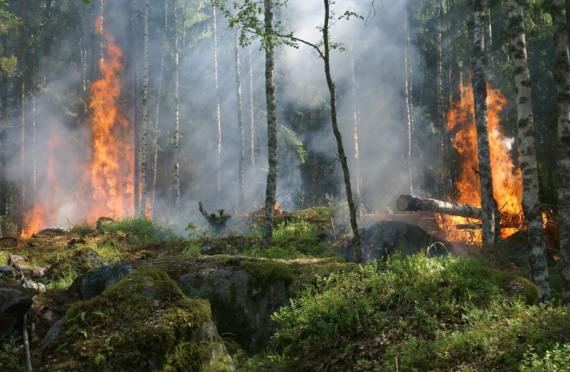 Φωτιά στα δάση: Η κλιματική αλλαγή αυξάνει την ένταση και τη συχνότητα των ακραίων δασικών πυρκαγιών