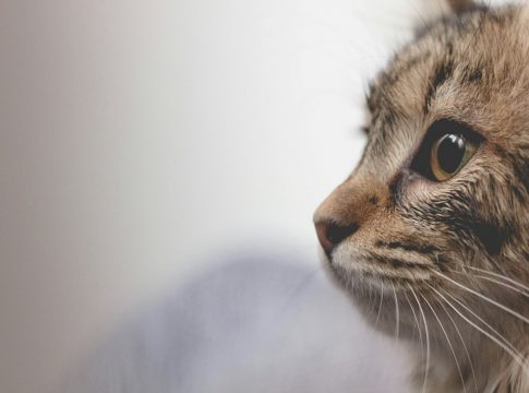 Κακοποίηση ζώου: Εντοπίστηκε και τρίτη γάτα με ακρωτηριασμένα πόδια στη Θεσσαλονίκη
