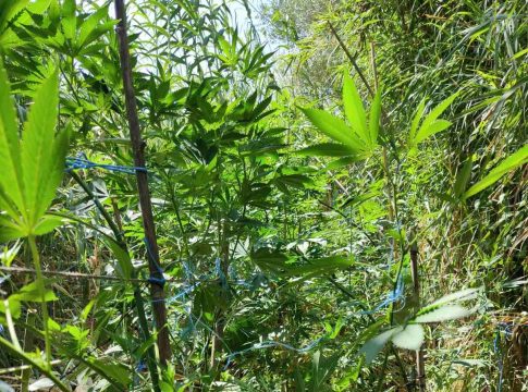 Χανιά: Εντοπίστηκε φυτεία 830 δενδρυλλίων κάνναβης
