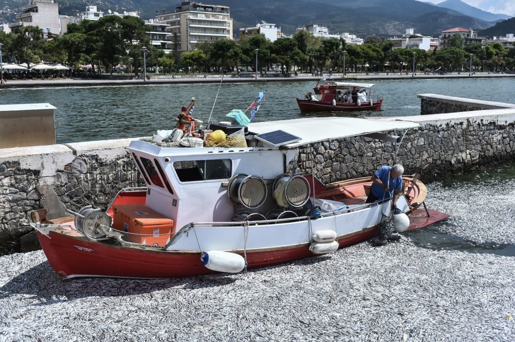 Βόλος: Τα νεκρά ψάρια έβαλαν λουκέτο στη εστίαση – Σε απόγνωση οι επιχειρηματίες