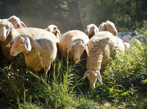 Πανώλη αιγοπροβάτων: Πότε θα «καθαρίσει» η Θεσσαλία από τη ζωονόσο