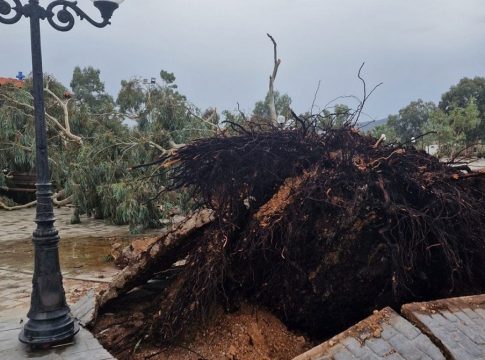 Κακοκαιρία: Καταστροφές και πτώσεις δέντρων από την ισχυρή καταιγίδα που χτύπησε στον Ασπρόπυργο