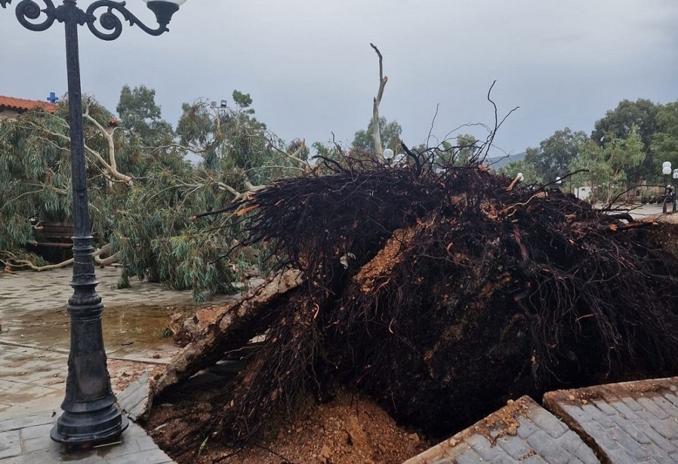 Κακοκαιρία: Καταστροφές και πτώσεις δέντρων από την ισχυρή καταιγίδα που χτύπησε στον Ασπρόπυργο