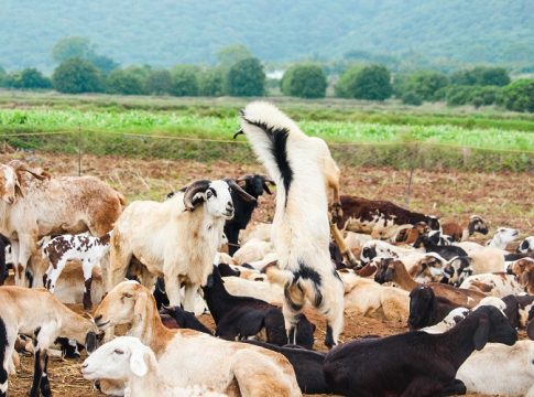 Ευλογιά προβάτων: Σε κρίση οι κτηνοτρόφοι – Ζητείται άμεσα να καταβληθούν οι αποζημιώσεις