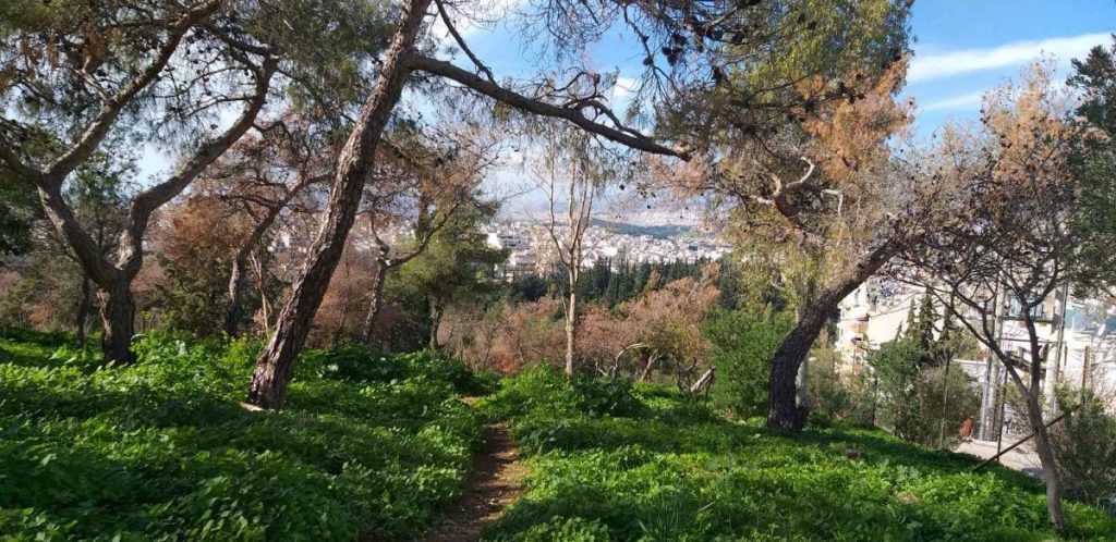 Σήμα κινδύνου για το δάσος της Καισαριανής