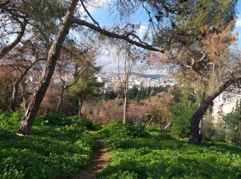 Σήμα κινδύνου για το δάσος της Καισαριανής